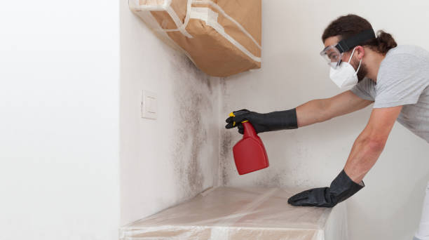 Professional Basement Mold Removal technician working in Cypress, TX