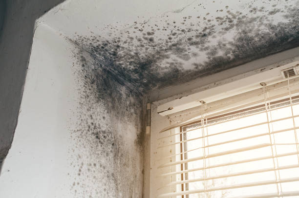 Affordable Basement Mold Removal solutions in Cypress, TX